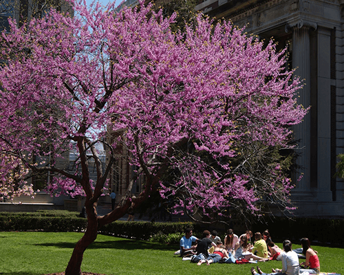 Students sit on the law outside of Kent Hall in spring