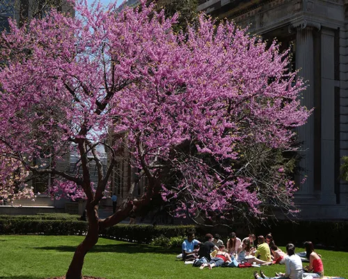 Students sit on the law outside of Kent Hall in spring
